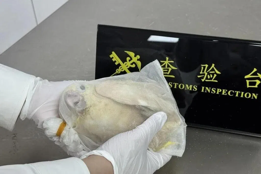 中国海关查获藏匿在旅客裤袋两濒危活鹦鹉