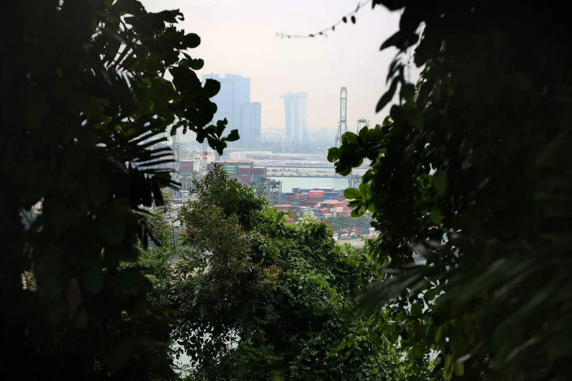 工兵喜欢从实拉蓬山顶眺望岌巴港，从前没有那么多树木和植物，可以看得更清楚。（龙国雄摄）