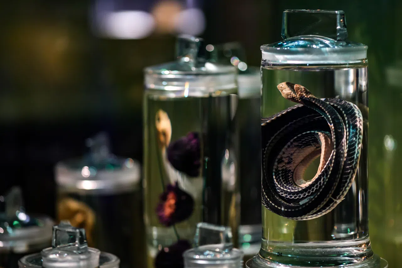 李光前自然历史博物馆占地约8500平方米，最初收藏的标本仅50万件，如今已增至100多万件。（刘欣怡摄）