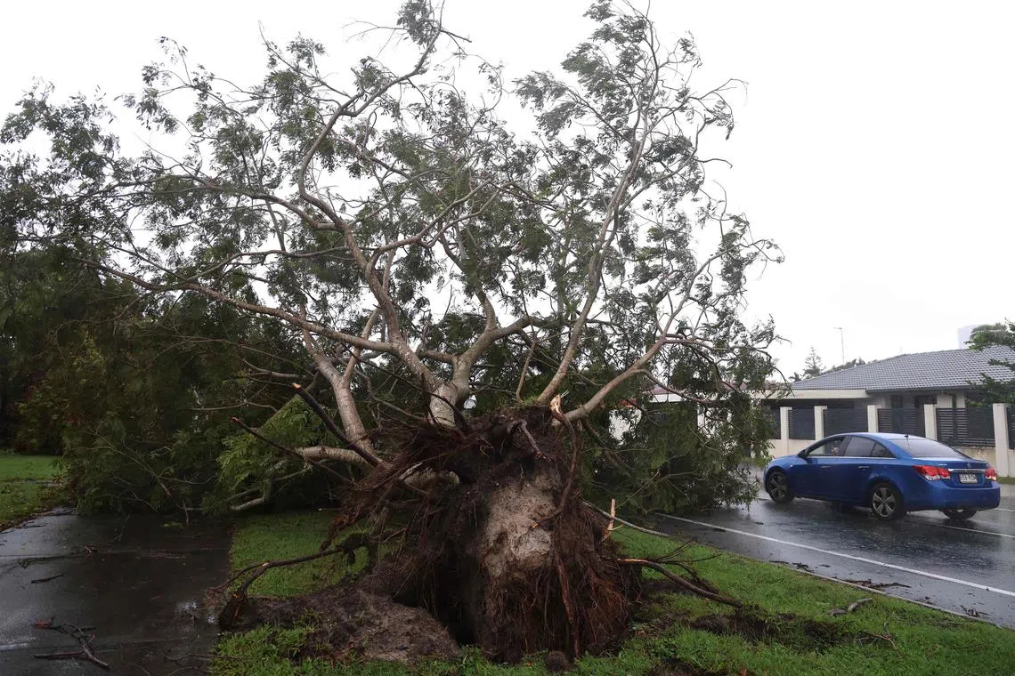 热带气旋“阿尔弗雷德”吹袭澳洲黄金海岸，一棵大树被狂风连根拔起。（法新社）