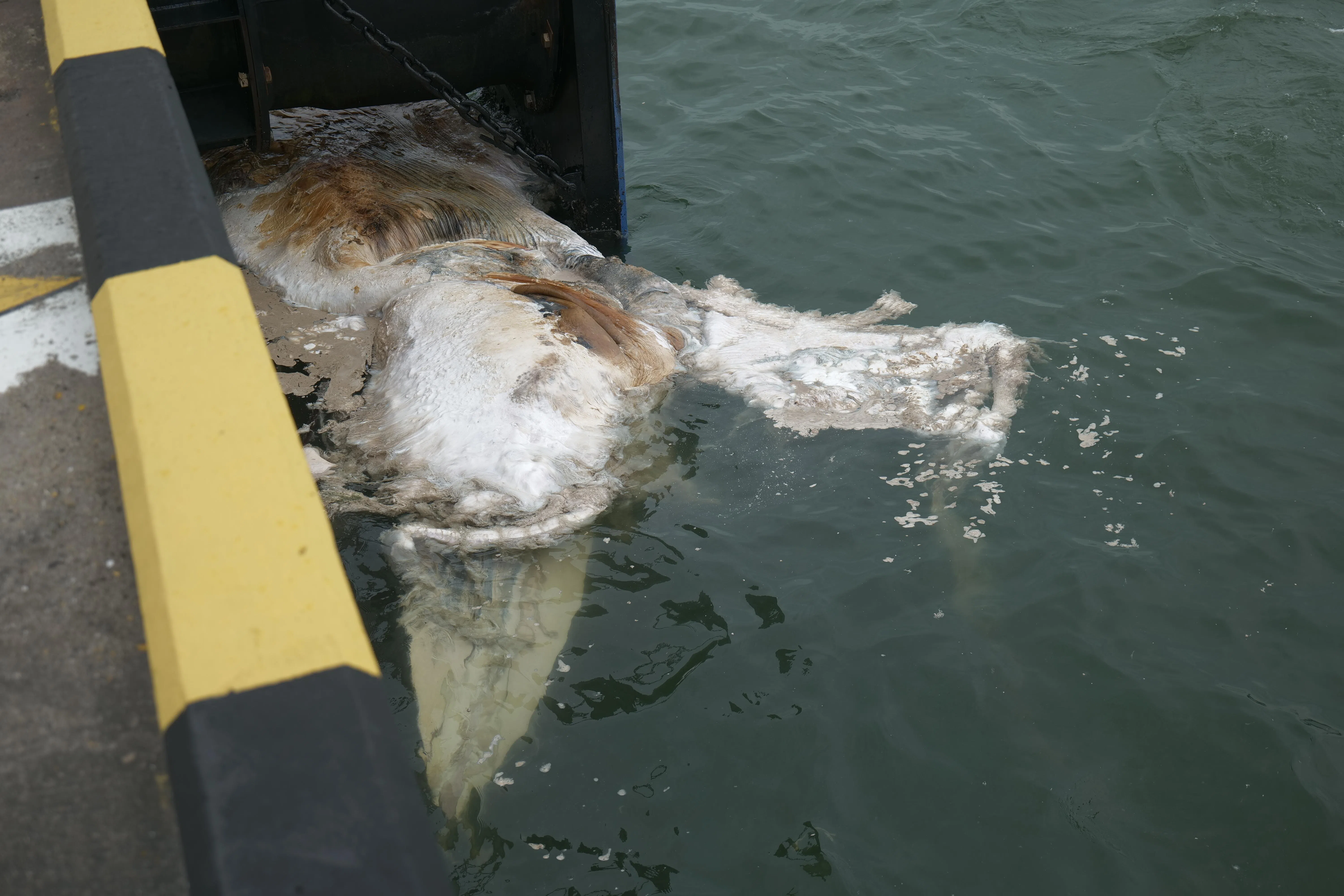 研究团队已确定这具不完整的遗骸，是属于须鲸（rorqual whale），遗骸估计有六公吨重。（国大李光前自然历史博物馆提供）