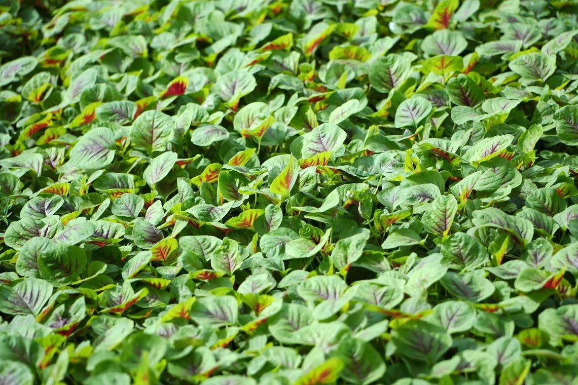 义德发集团所种植的红苋菜，赏心悦目。（林国明摄）
