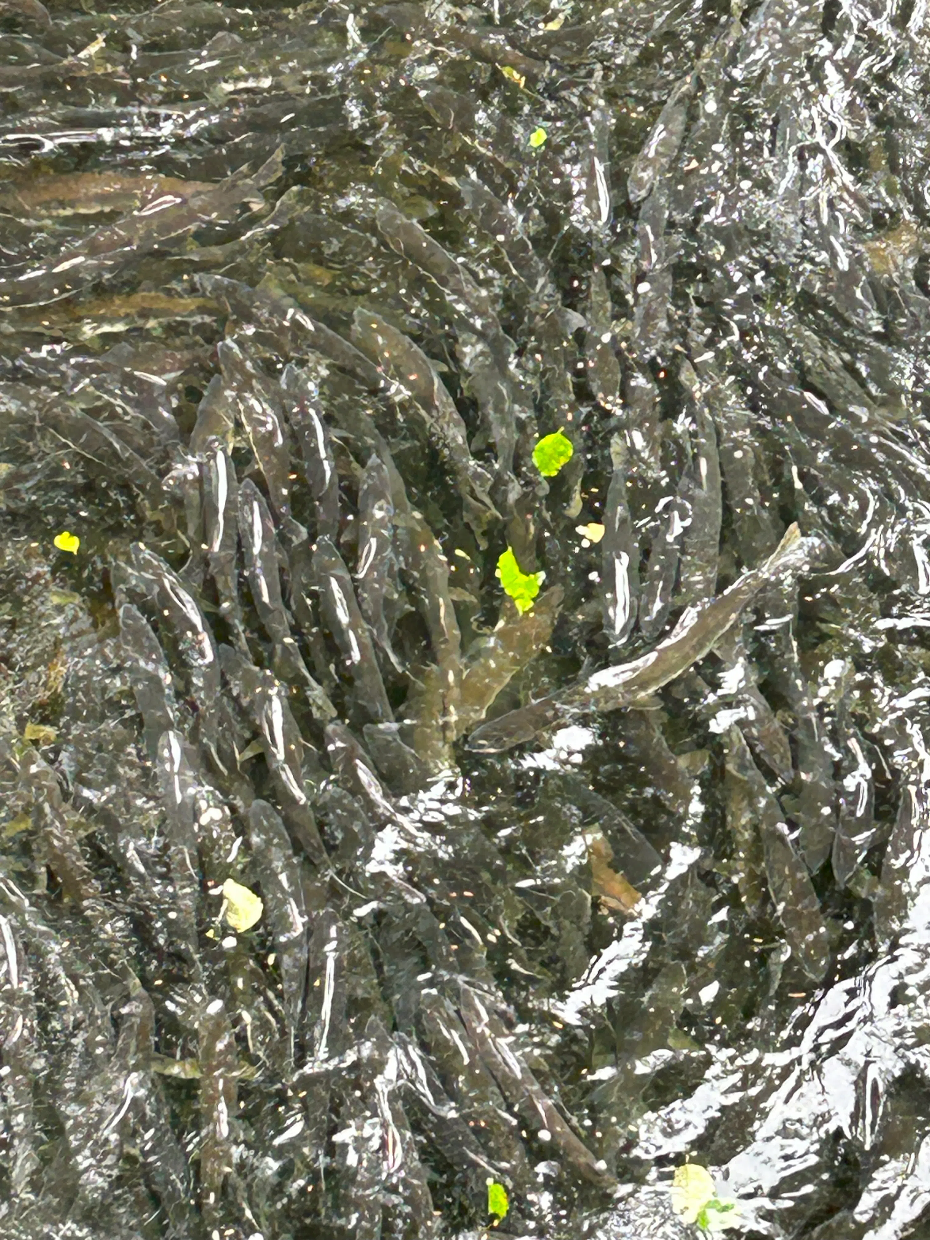 河流下黑压压地涌动着“回家”的万千鱼群。（黄佩卿摄）