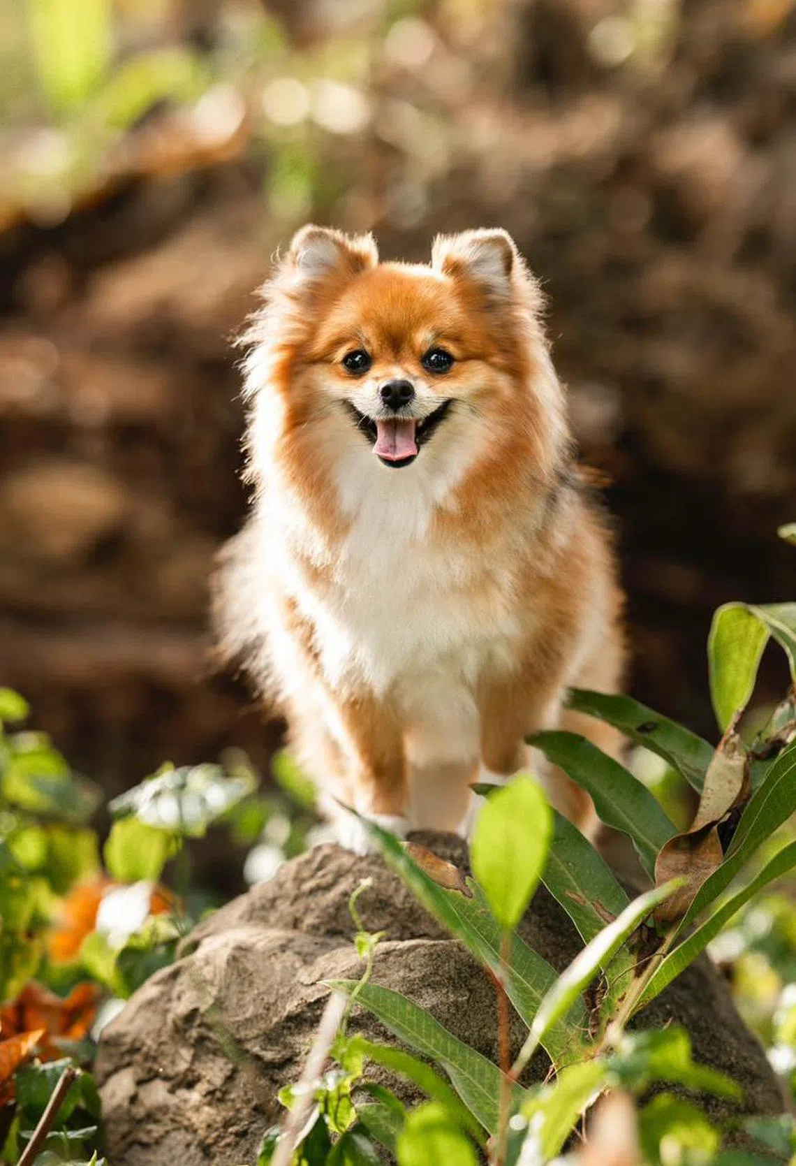Gyoza（受访者提供）