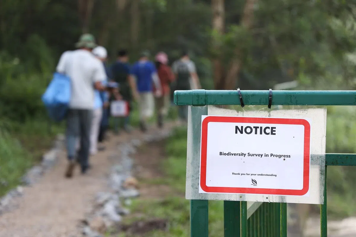 公园局从星期六（8月27日）起举办两天的生物多样性迅速调查，勘察金文泰树林溪流的动植物生态。（李冠卫摄）