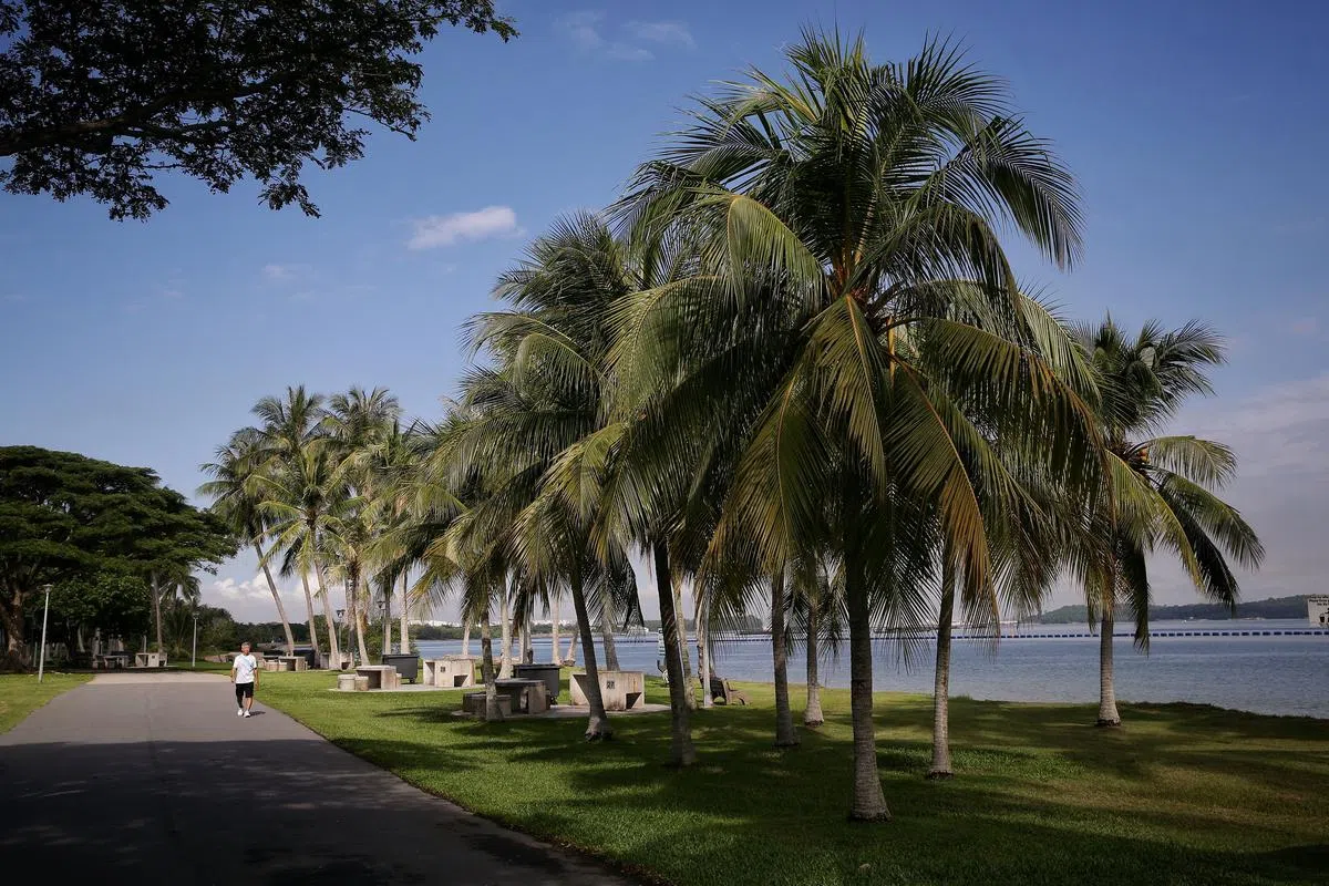 一整排棕榈树为白沙公园增添悠然风情。（档案照片）
