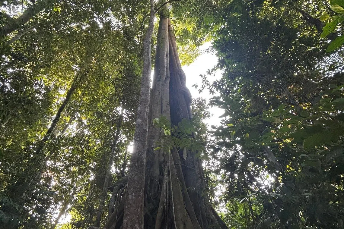 婆罗洲雨林，千年大树是擎天廊柱。（作者提供）