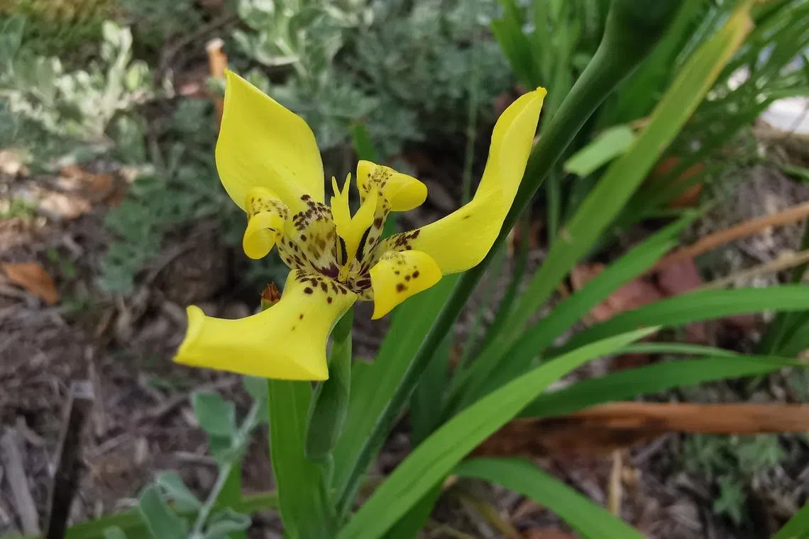 马蝶花花形如蝴蝶翩翩起舞，叶片青翠如剑，极具观赏价值。（夏心摄）