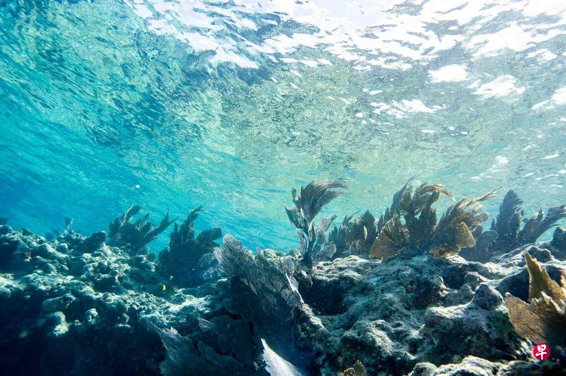 美国南佛州周围海面温度达“热水浴缸水平” | 联合早报