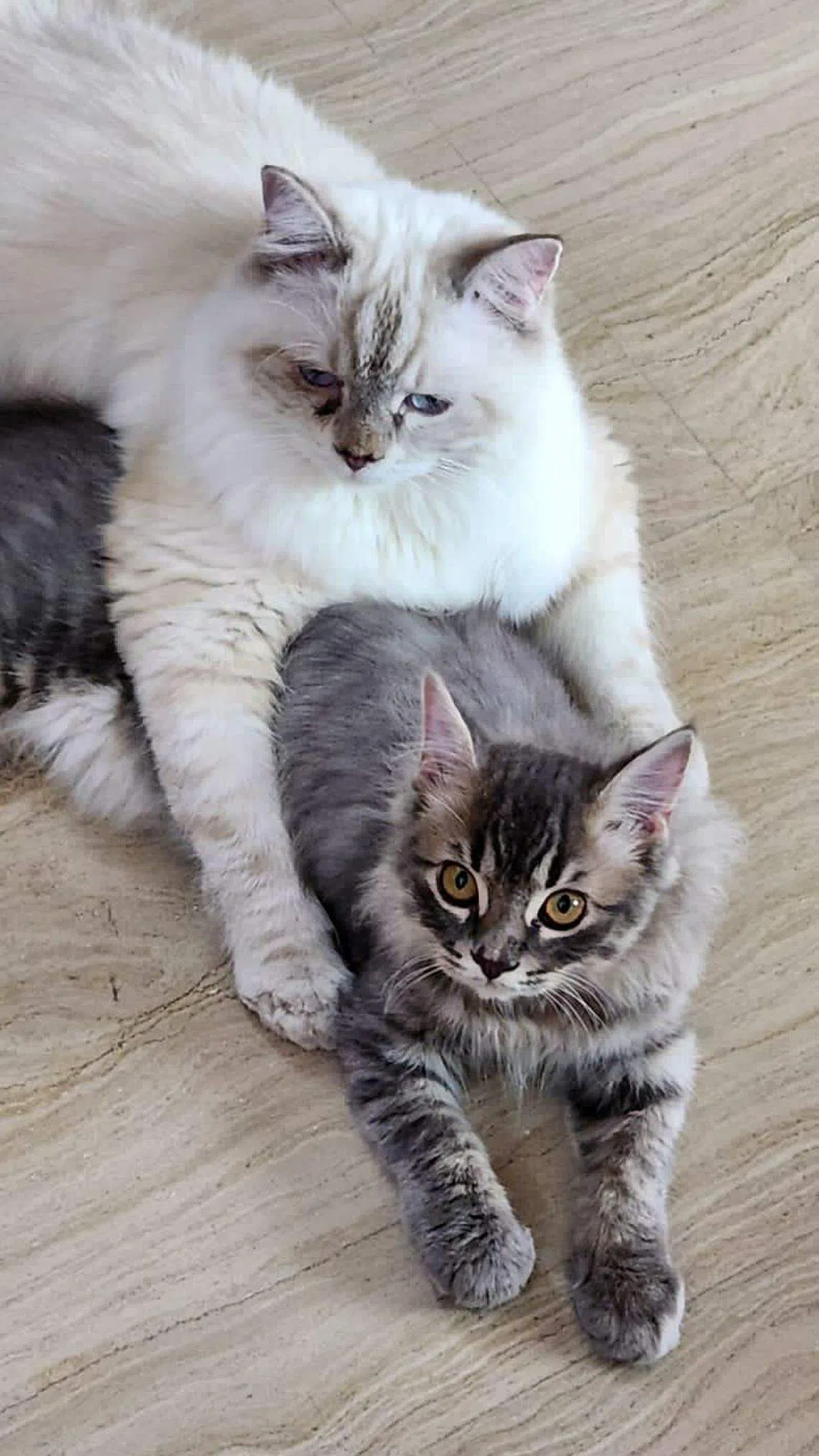 关系亲昵的宝贝（白）和喵喵（灰）。（受访者提供）