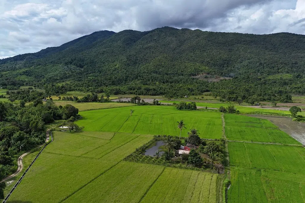 菲律宾或暂停进口大米 以支持当地稻农