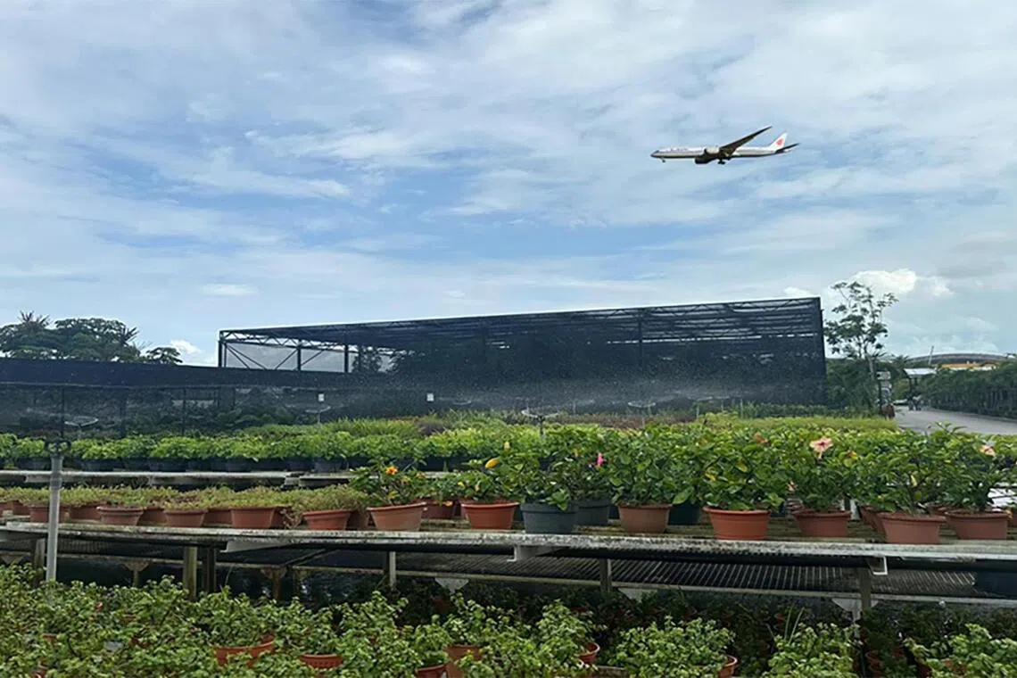 目前，计划引入的九种芳香植物中，已有三种在樟宜机场苗圃进行试验。（樟宜机场集团提供）