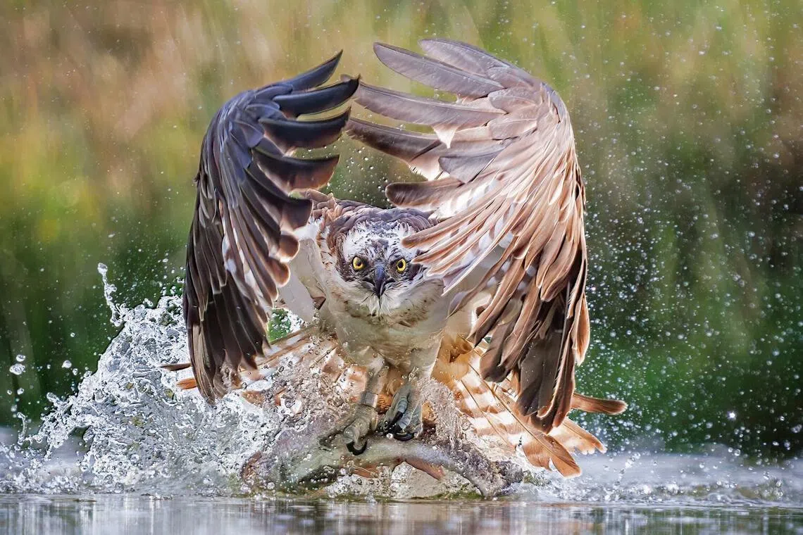 自然组FIAP金奖：跃出的鱼鹰 ／David Halliburton（苏格兰）（新加坡摄影学会提供）