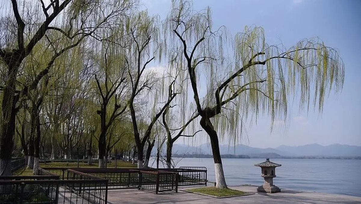 柳树已成为西湖这一杭州城市名片、世界文化遗产的不可或缺的部分。（互联网）