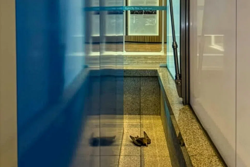 有目击者称，雏隼星期六出事前曾试着躲避一群乌鸦，后来撞上大华银行大厦一座（UOB Plaza 1）的大厅玻璃外墙后，横尸地面。（慈母舰）