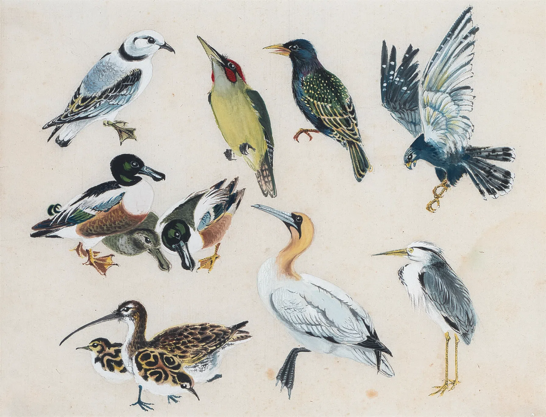 施香沱的飞禽册页。（星凤堂藏品）