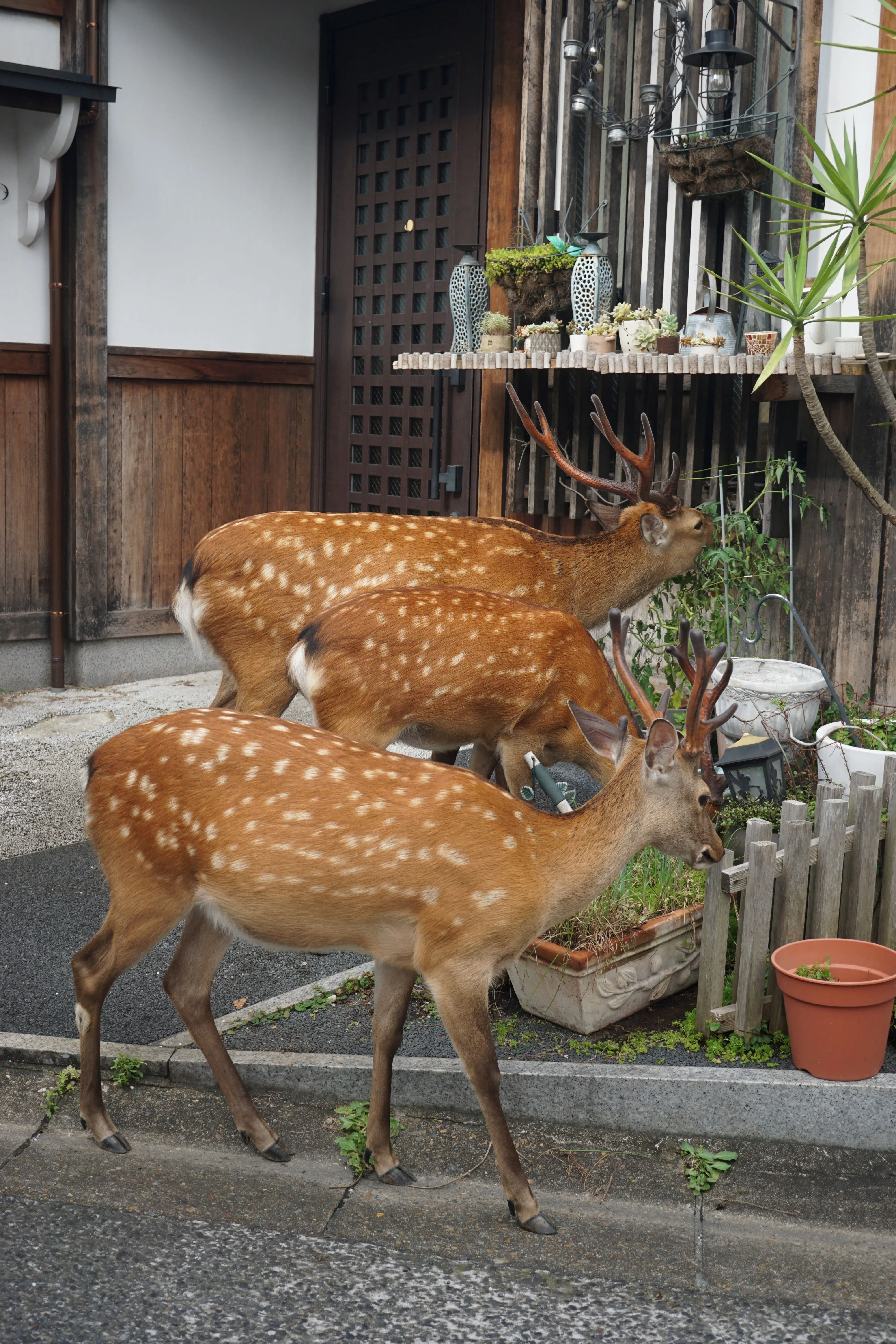 In the morning light, deer make the rounds of homes with greenery out front.（Photo: Ye Huanling）