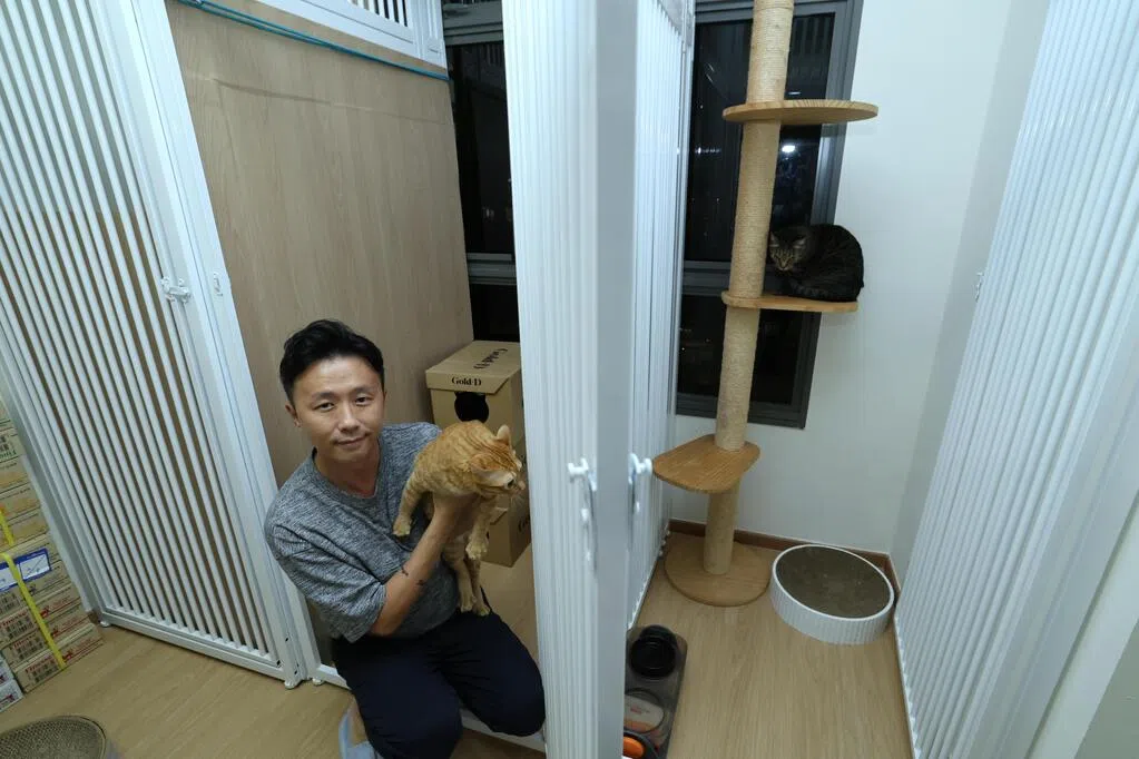 猫只寄养试验计划两个月接约90份申请 约40份获批