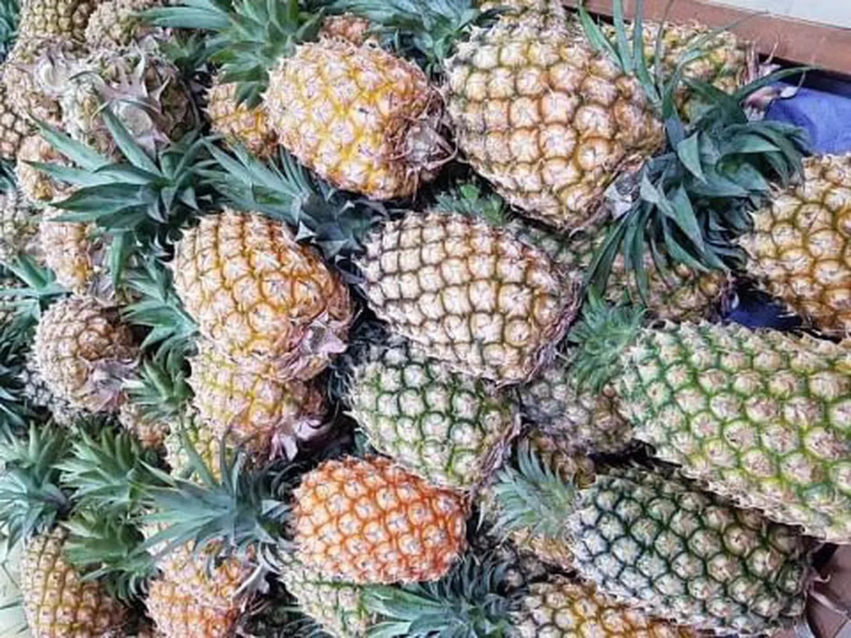 台湾凤梨主要产地为屏东县、台南县和高雄县，都是民进党票仓。当大陆今年2月宣布凤梨禁令时，舆论倾向认为是冲着绿营而去。（互联网）