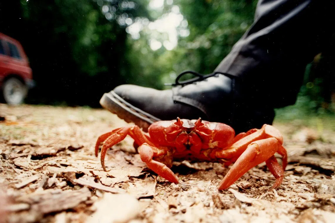 圣诞岛数量庞大的“居民”——红蟹。（档案照）
