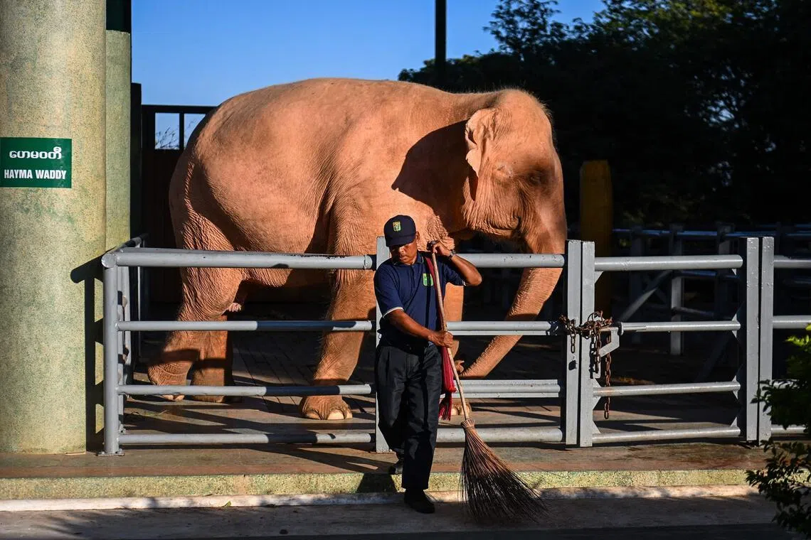 缅甸12月28日大选前一天，工人在首都内比都一座佛塔旁的大象围栏前清扫。（法新社）