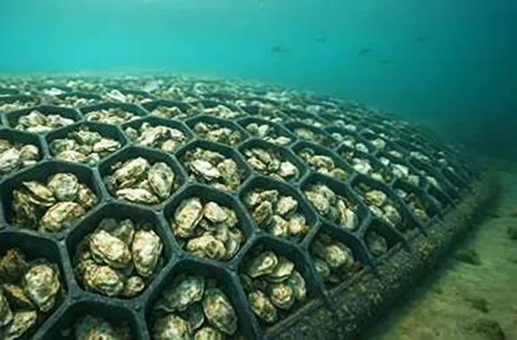 由新加坡海事与岸外工程科技中心主导，盛裕集团和国大热带海洋科学研究所参与合作的项目，旨在削减波浪能，同时为海洋生物提供良好的栖息环境，支持生物多样性的项目。（盛裕集团提供）