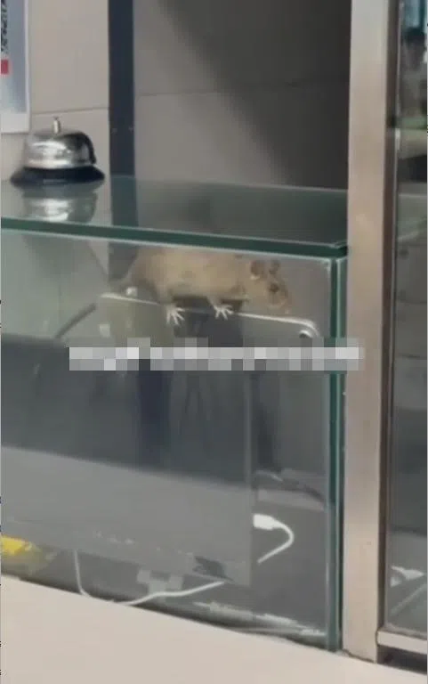 一只体型硕大的老鼠在新加坡理工大学（SIT）榜鹅新校区食阁的经济饭摊位内乱窜。（取自网络）