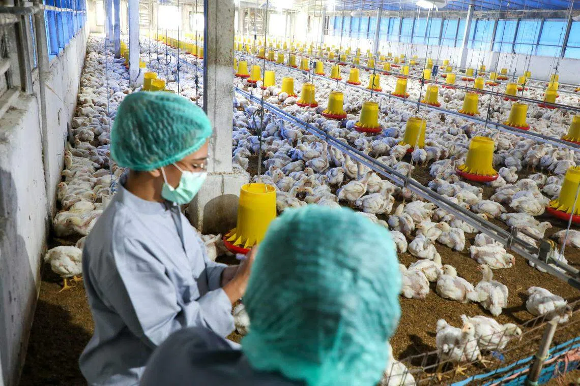 食品局团队会到外国的养鸡场等实地考察，确保农场的营运方式符合我国制定的标准。（食品局提供）