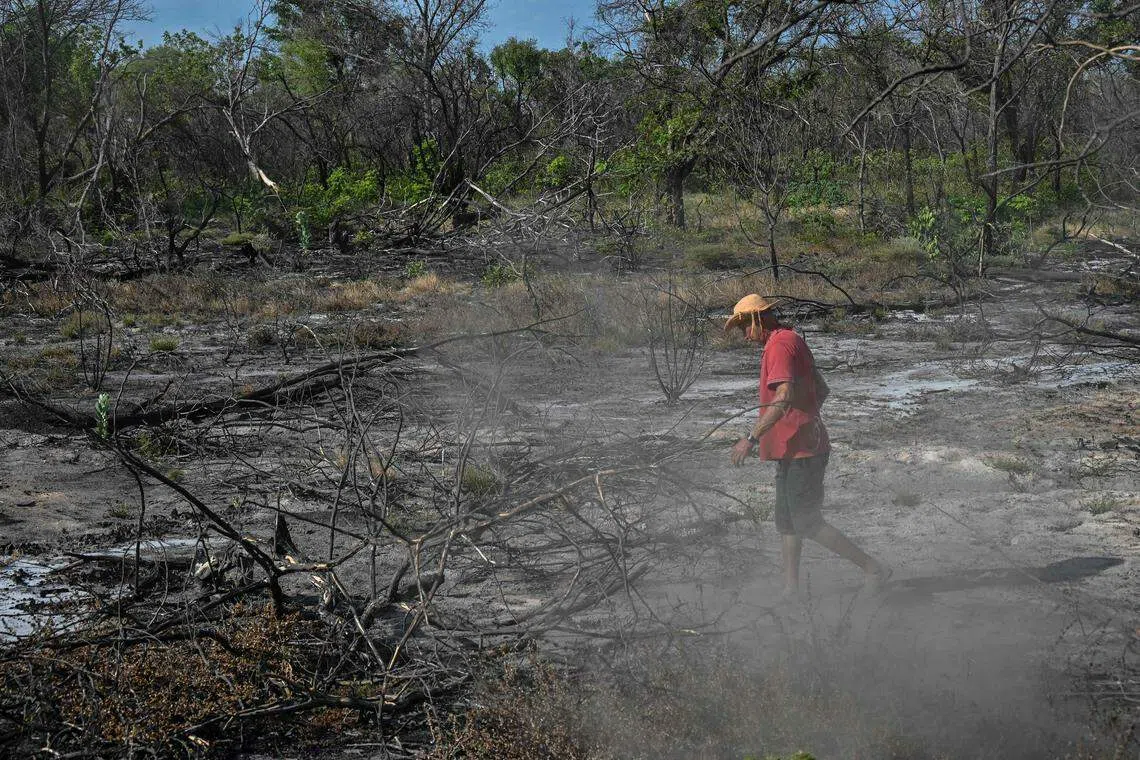 专家指出，生长着热带稀树的塞拉多草原横跨巴西中部，且对地球的健康至关重要。图为巴西一名农夫在巴伊亚州西部的科伦蒂娜市（Correntina）一处干枯的河床上行走。（法新社）