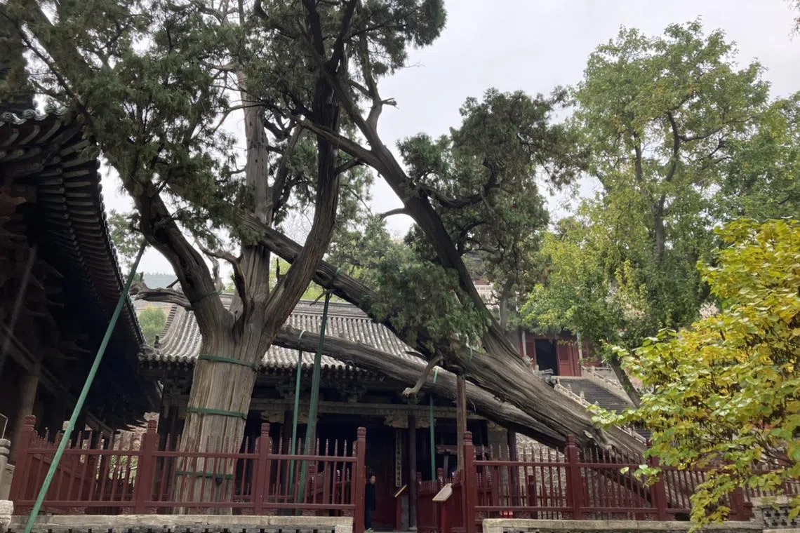 晋祠千年古树——周柏。（叶淅摄）