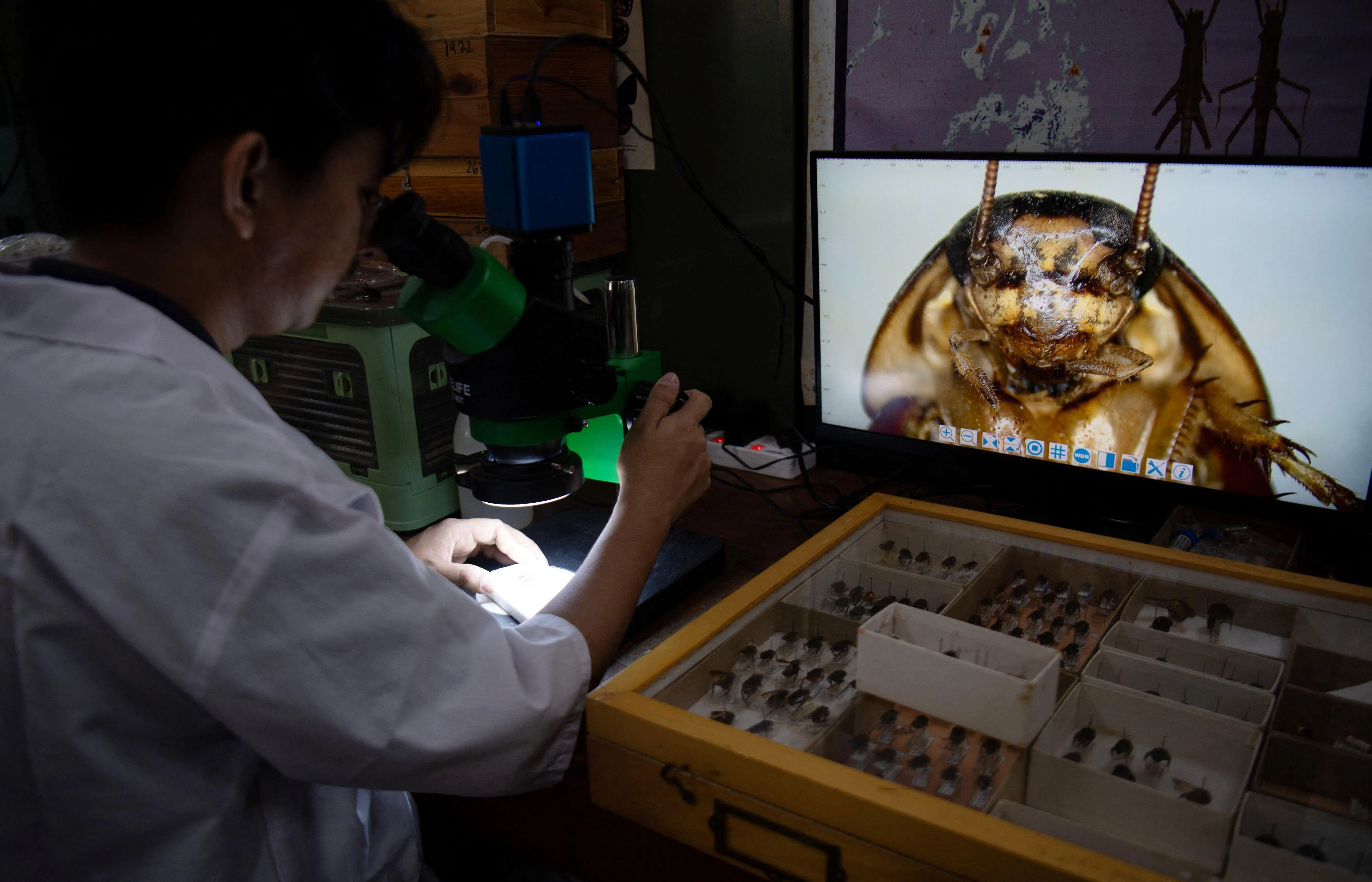 卢卡纳斯正在实验室里，用显微镜观察一只蟑螂标本。（法新社）