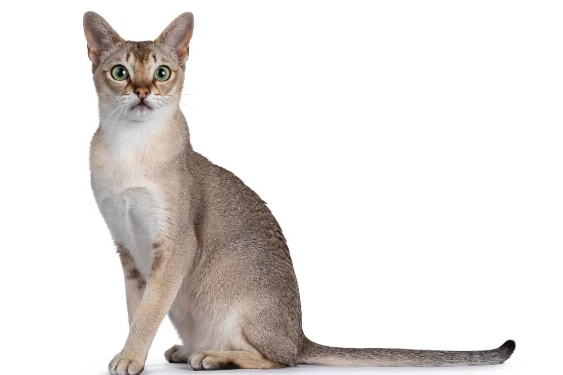 新加坡拉猫是世界上最小的猫种。（iStock图片）