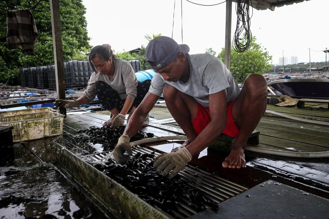 渔场目前还养有少量淡菜。（关俊威摄）