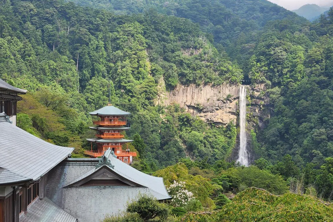 挂在峭壁上的那智瀑布高133米，是日本最高的单体式连续瀑布。（丁威摄）