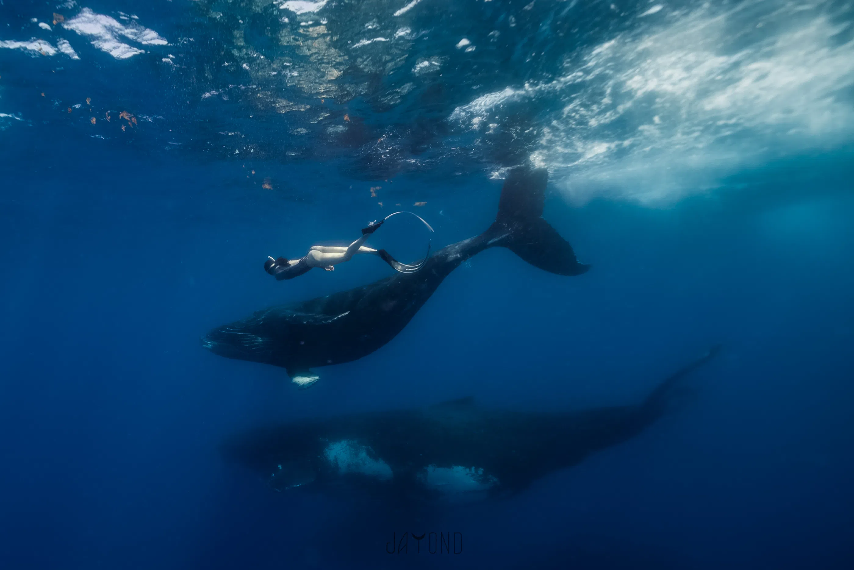 彭俊杰的学员在毛里求斯观鲸。（受访者提供）