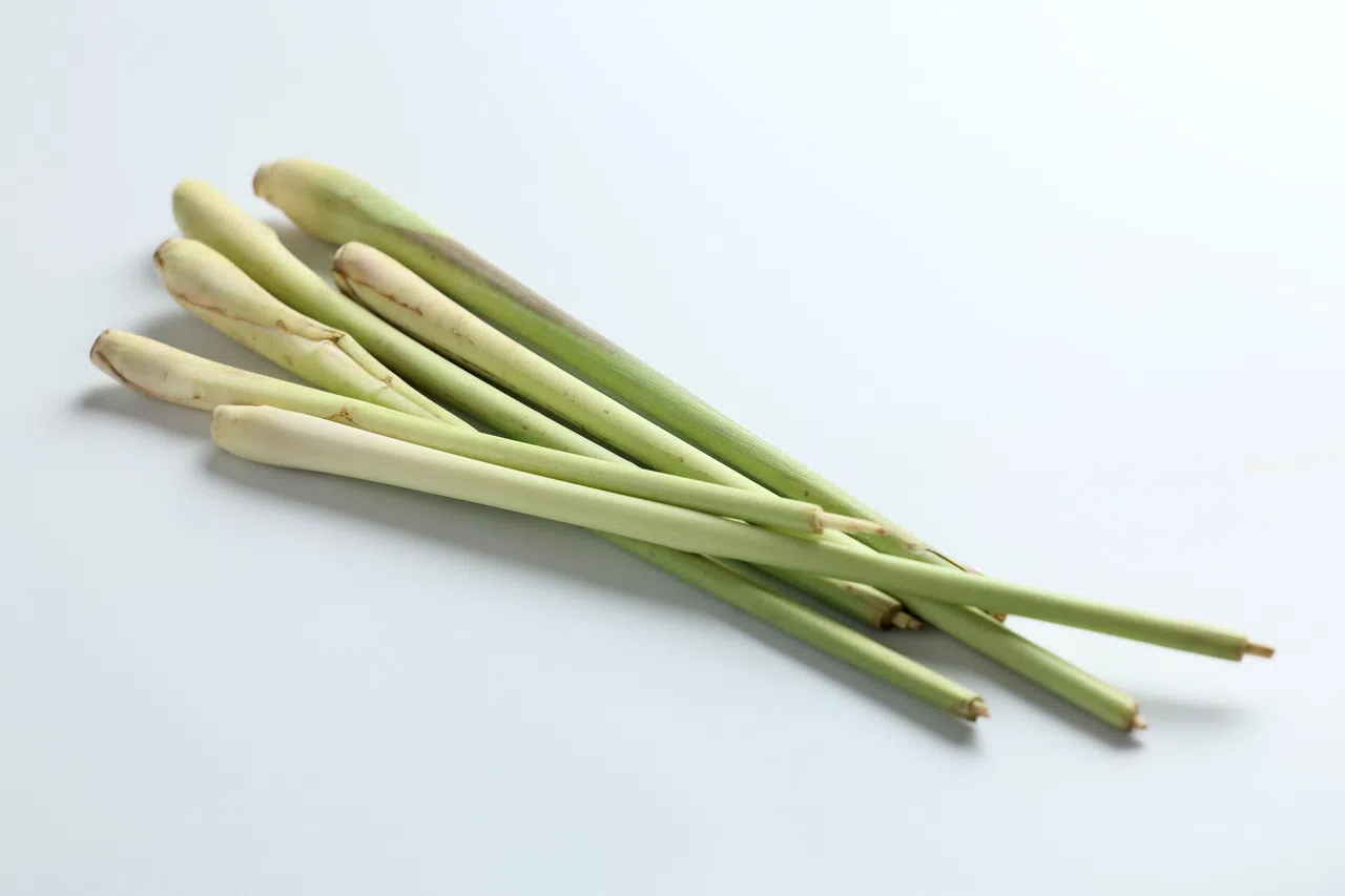 香茅具有抗菌、抗炎、止痛等功效。（龙国雄摄）