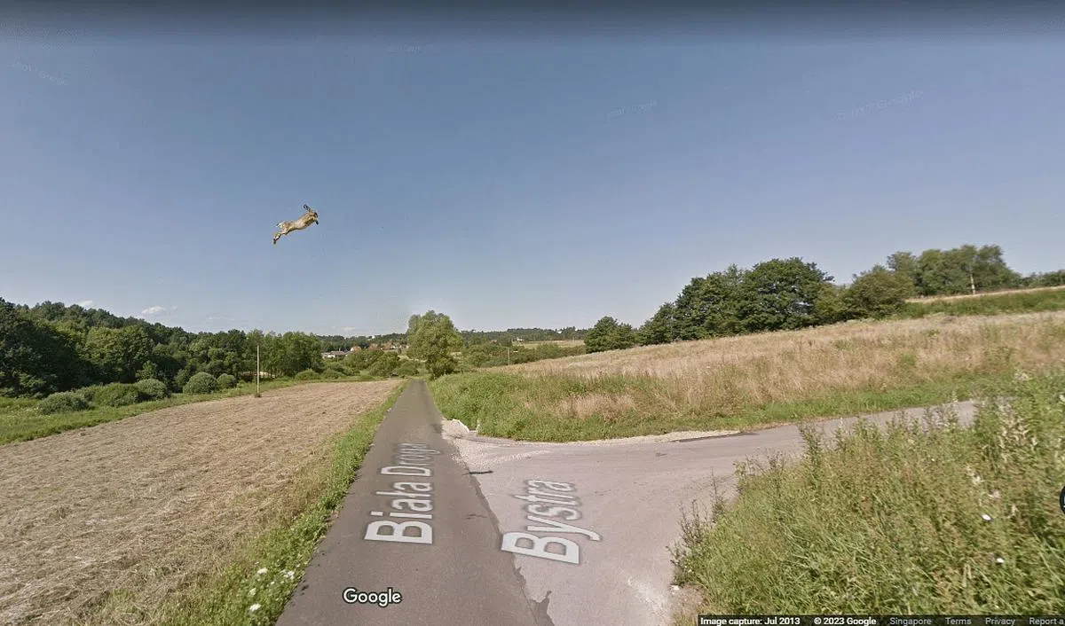 其中一个猎奇街景便是位于波兰奥尔索维兹（Olszowice），一只野兔腾空而起的瞬间。（互联网）