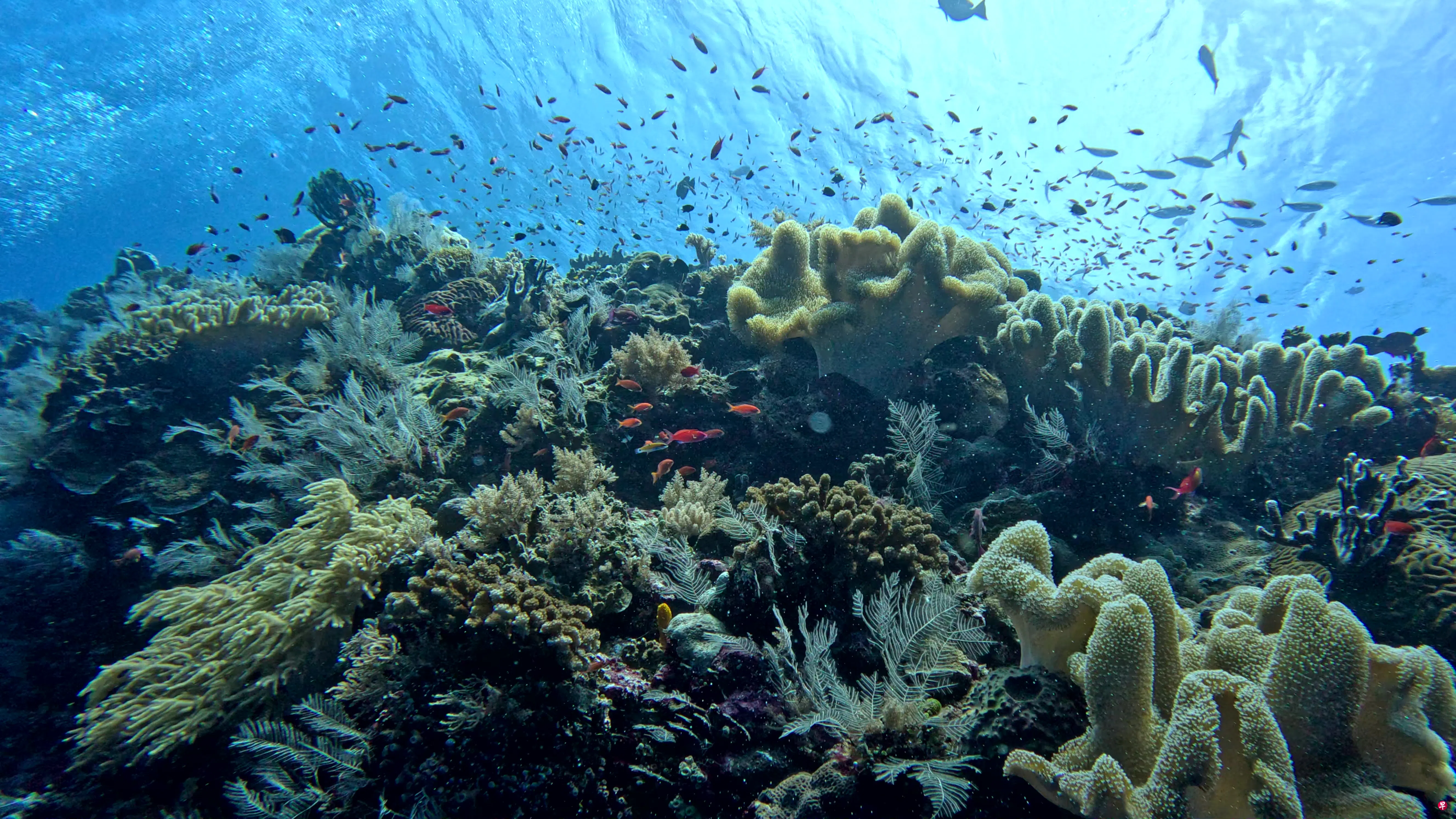 深入菲律宾图巴塔哈群礁感受海洋原始魅力| 联合早报