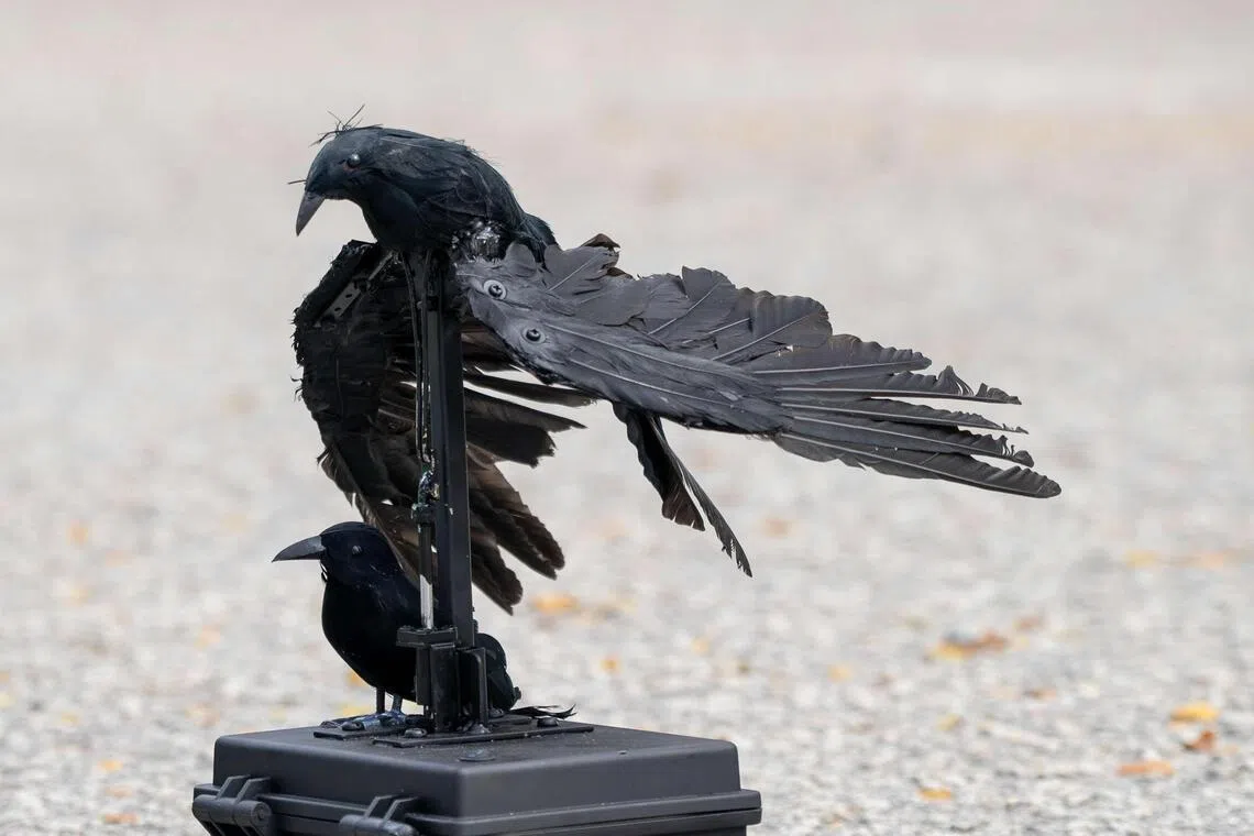 乌鸦叫声器会模仿乌鸦叫声，吸引乌鸦进入射击范围。（国家公园局提供）