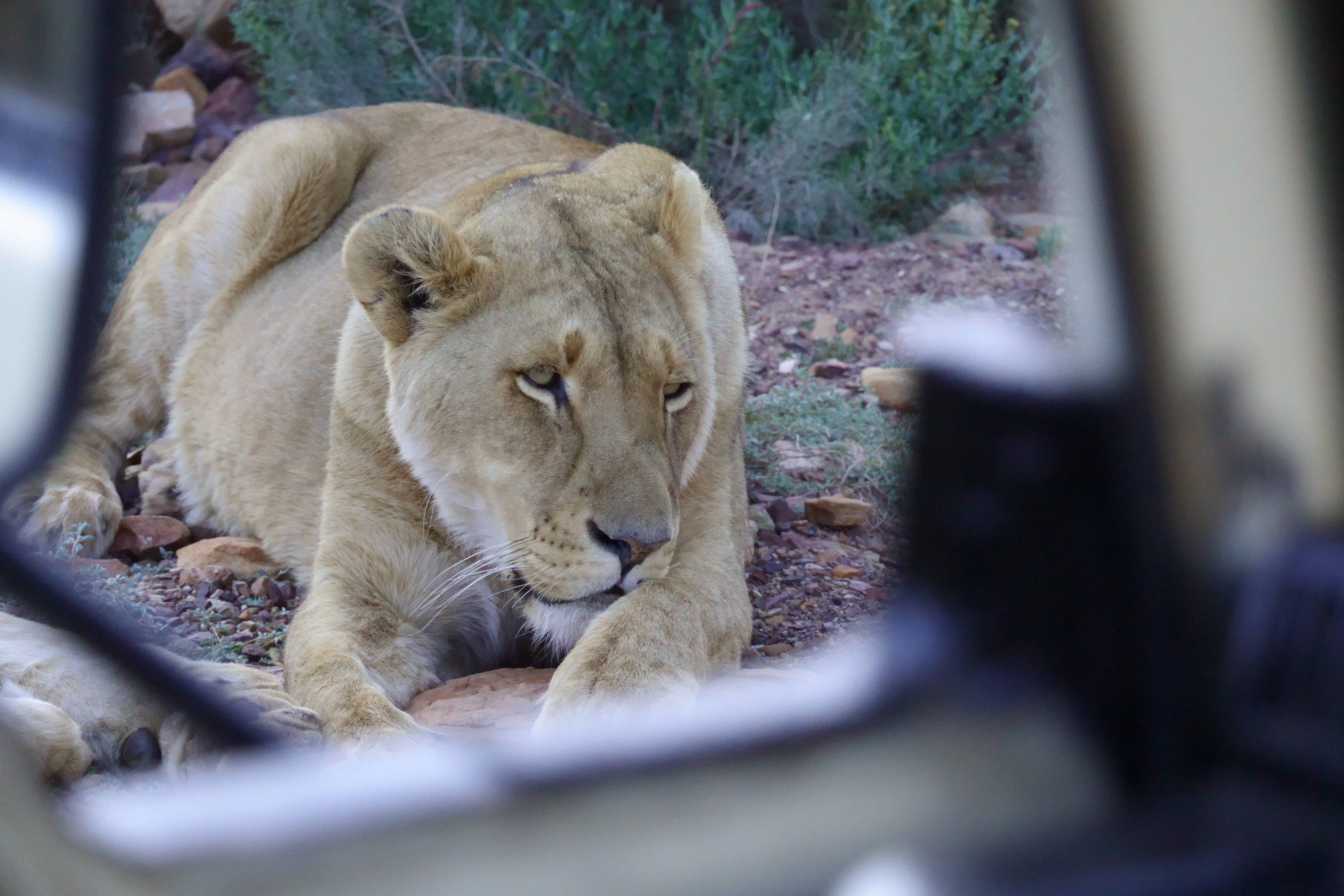 狮子就在近距离，眼神令人难忘。（陈鹏志摄）