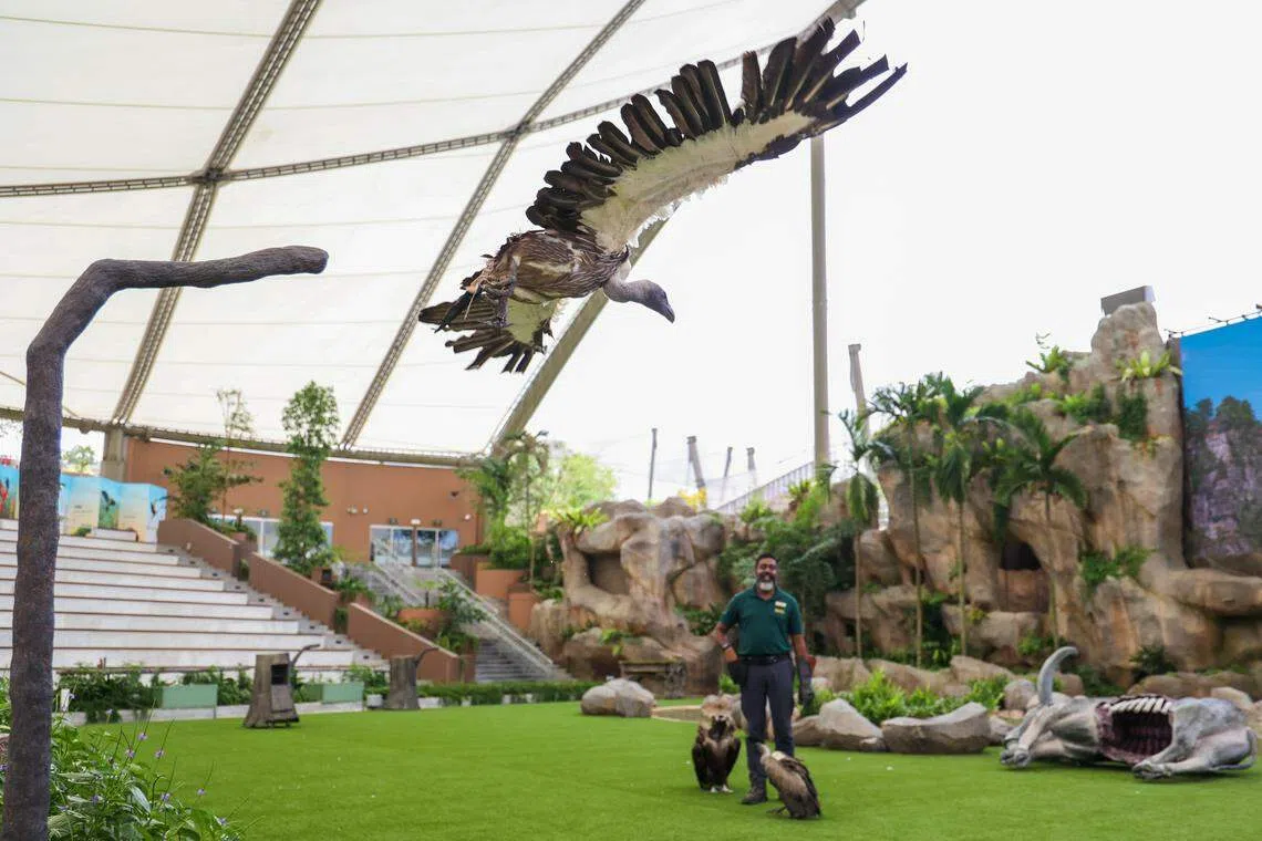 新的天际剧场比裕廊飞禽公园的表演区大很多。饲养员先带着猛禽 -- 非洲兀鹫（White-backed Vulture）巡视新环境，再通过投喂奖励让它认识和熟悉新的飞行路线。（白艳琳摄）