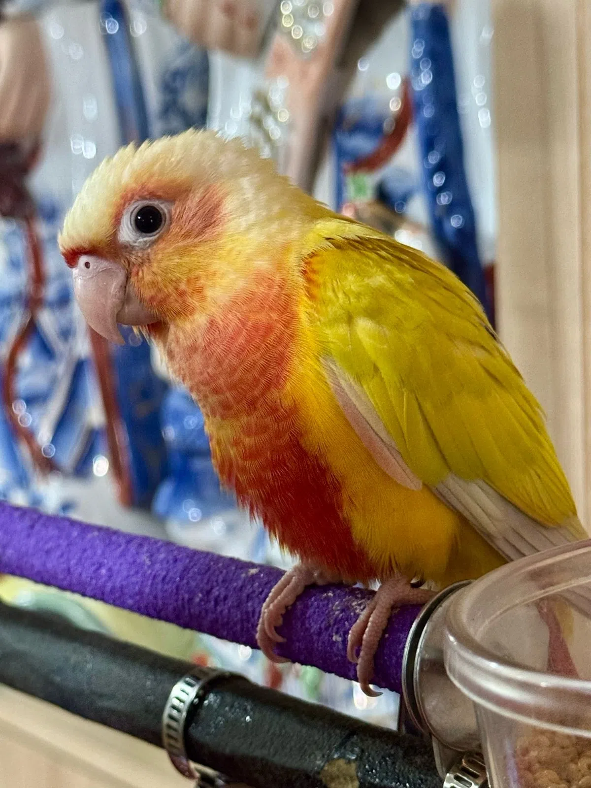 远走高飞的Sunny颜色罕见又爱说话，很讨辉哥欢心。（程旭辉提供）