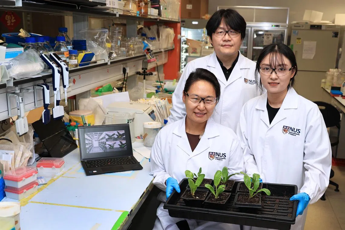 在新加坡国立大学“重新构想研究计划”（Reimagine Research Initiative）下，设计与工程学院电机与电脑工程系副教授李正国（中）、博士生杨艳琴（右），以及理学院生物学系助理教授崔恩英合力研发一种超薄的植物电子皮。（周国威摄）