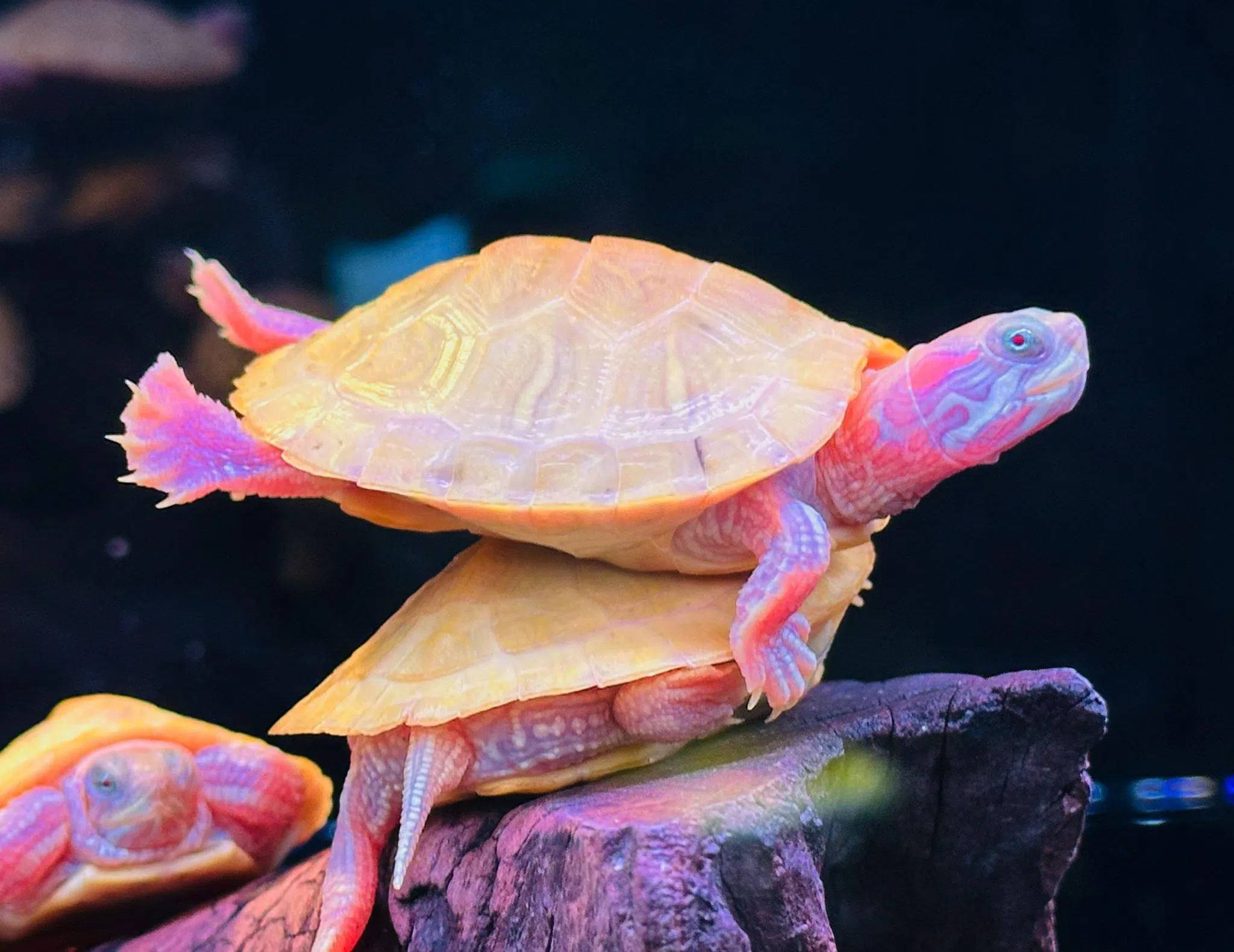 本地专售巴西龟的Res Paradise将展示100多只珍贵的变异巴西龟种。（Res Paradise提供）