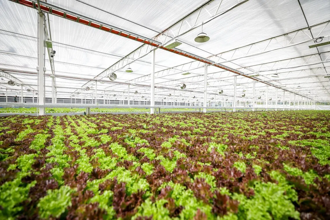 新农场会结合户外和室内的种植元素，既借助自然光，也善用技术管控环境，用最少的能源和水来提高生产量。（叶振忠摄）