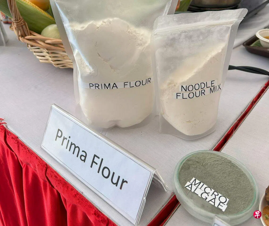 太阳能供电AI管理我国首个微藻厂拟明年生产替代蛋白食品| 联合早报