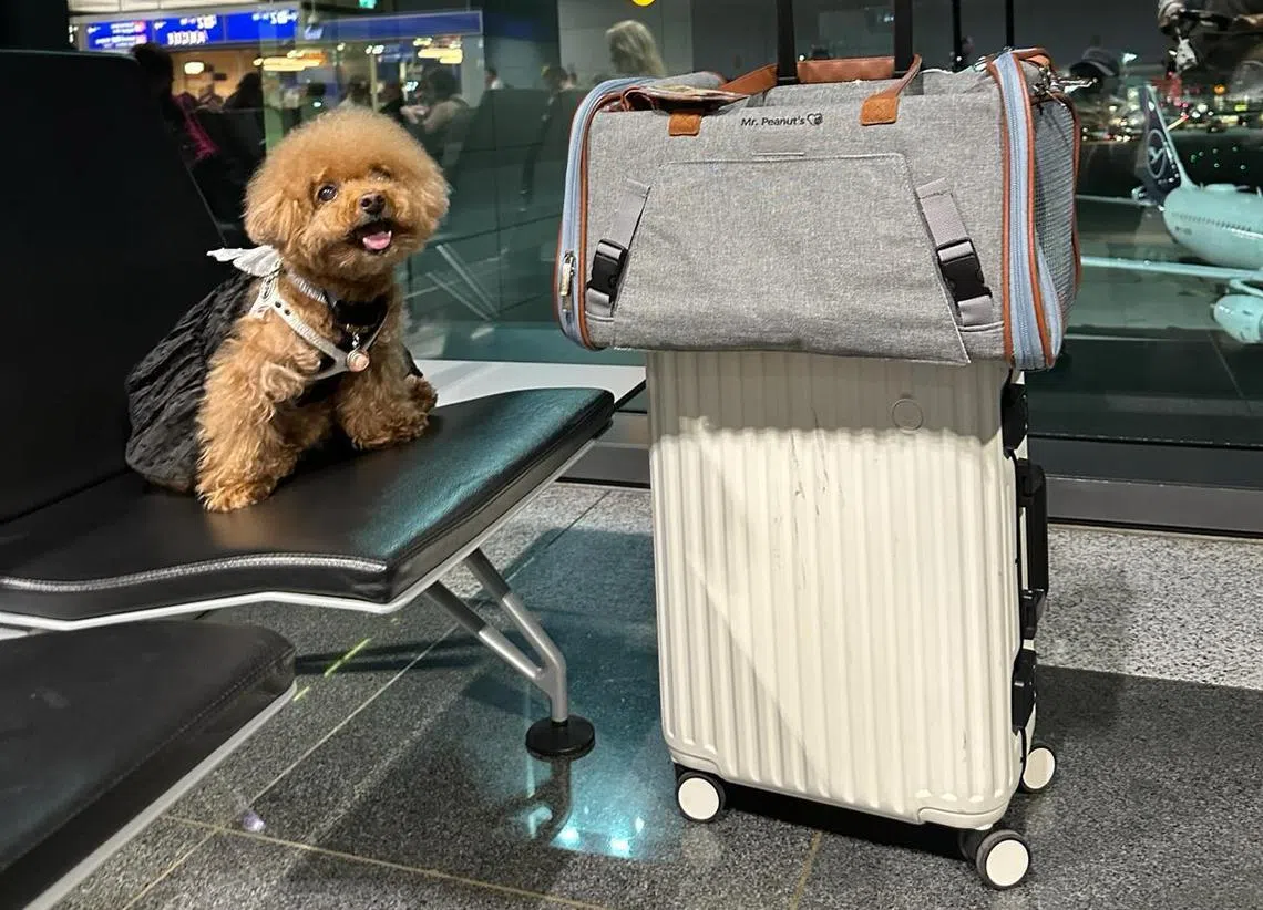 贵宾犬Momo去年跟着主人去了德国，图为它在法兰克福机场等待返回新加坡的班机。（受访者提供）