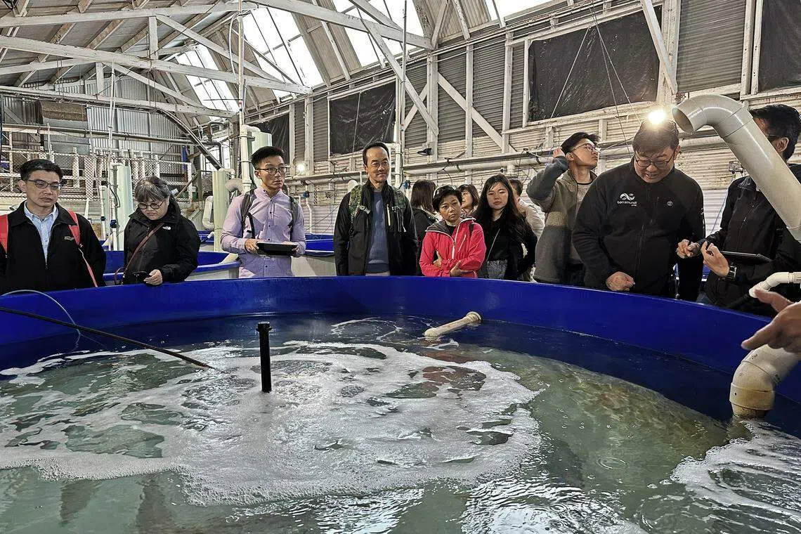 永续发展与环境部兼人力部高级政务部长许宝琨医生（左四）早前与新加坡食品局及渔业等代表到澳大利亚考察。图为西澳初级产业和地区发展部在珀斯的鱼苗孵化场，专门培植黄尾鰤鱼和澳洲肺鱼，并展开相关研究。（新加坡食品局提供）