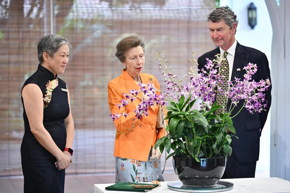 安妮长公主（中）和丈夫劳伦斯爵士（右），在国家公园局局长黄攸宁（左）陪同下，欣赏以她命名的“安妮石斛兰”。这个混种胡姬花的花序长约38厘米，每支分布着约30朵直径4厘米左右的紫色花朵。（海峡时报）