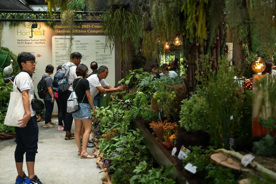 公众在“锦簇社区”20周年庆祝活动暨园艺节上，参观社区花园蔬果比赛展区，近距离欣赏由居民亲手栽种的多样蔬果。（张俊杰摄）